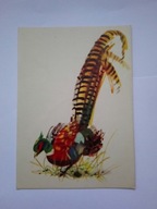 BAŻANT rys. Janusz Grabiański - pocztówka z 1971 r