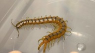 Scolopendra cingulata Monte Casiono 7cm+ (skolopendra)
