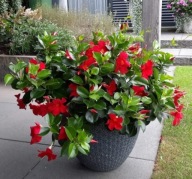 Mandevilla Rio Lipstick Sundaville DIPLADENIA