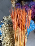 Żyto pomarańczowe naturalne suszone zboże susz kwiaty kompozycje