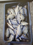 Karp pełnouski ( kroczek)