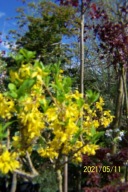 Forsycja pendula mini okaz szczepiona pienna inna