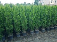 Tuja Szmaragd 140cm Ukorzenione Donica 5l