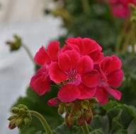 Pelargonia zonale Dolce Vita Mia Purple Eye