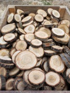 Plastry krążki drewniane plasterki drewna suche plaster DĄB 5-8 cm x100