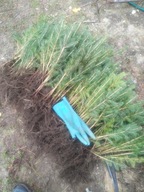 Świerk Kłujący Picea Pungens Glauca Kaibab trzyletni