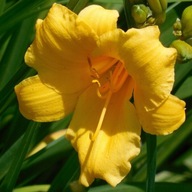 LILIOWIEC Stella De Oro SADZONKA W POJEMNIKU DO 15 CM MIODODAJNY