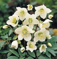 Ciemiernik Biały Helleborus Sadzonka P9