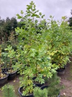 TULIPANOWIEC Amerykański 'Tulipifera' 1.8-2m WYS