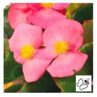 Begonia semperflorens Super Olympia Rose WYTRZYMAŁE KWIATY