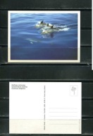 K16692) Karta zwierzecia: Delfin