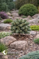 NIEPOSPOLITY Świerk pospolity 'Blue Moon' Picea abies C5
