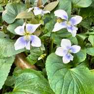 Fiołek Motylkowy 'Priceana' (Viola sororia) Duża sadzonka