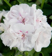 Pelargonia PEŁNA ZWISAJĄCA peltatum Royal White Wings