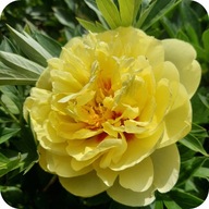 Piwonia ITOH Bartzella, sadzonka 30-40 cm poj. 4 litr.