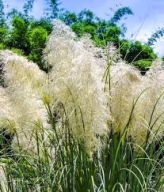 Miskant ETINCELLE cętki 3L PIĘKNA TRAWA!!!