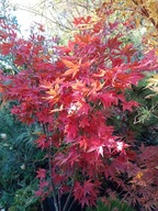 Klon osakazuki czerwony 18 letni szczepiony japoński palmowy inny