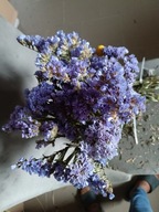 ZATRWIAN WRĘBNY niebieski stabilizowany suszony kwiaty suszki limonium