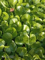 Kopytnik 50 szt korzeni (nowe liście kolejnej wiosny)