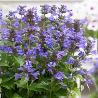Kocimiętka Neptune nepeta sadzonka 1 l