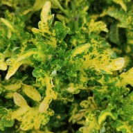 Koleus Coleus Raja Green Yellow KOLOROWE LISTKI