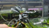 Bucephalandra sp. Brownie Phantom -kolekcja od fibell