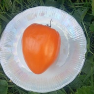 Pomidor Zółte bawole serce - bardzo smaczny - nasiona ***