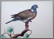 POCZTÓWKA - JERZY DESSELBERGER - GOŁĄB GRZYWACZ, grafika lata 60-te