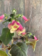 Kohleria NI's Linn - kłącze