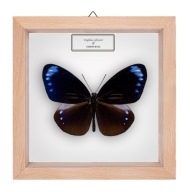 Motyl w gablotce Euploea sylvester