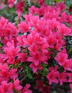 Azalia japońska Kermesina Rose (azalea japonica 'Kermesina Rose')C2 10/20cm