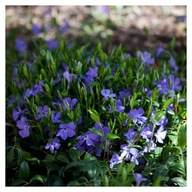 BARWINEK POSPOLITY Vinca minor sadzonki 50 sztuk zimozielony miododajny