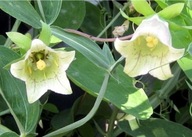 Dzwonkowiec kosmaty Codonopsis nasiona 100szt***