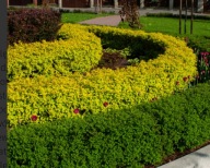 TAWUŁA JAPOŃSKA''GOLDMOUND'' ŻÓŁTA KULECZKA