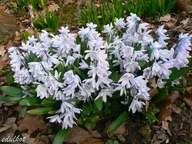 Cebulica Syberyjska biała sadzonka w doniczce p8 ogrodowa na balkon taras