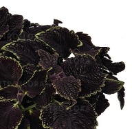 Koleus Coleus Main Street Abbey Road KOLOROWA ROŚLINA