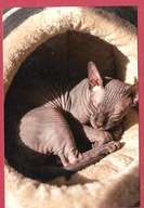 Kot kotek koty rasa harce kot w życiu człowieka pocztówka