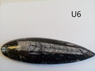 MIN 1783 ORTHOCERAS cena 1 okazu 45 zł