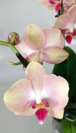 Phalenopsis multiflora storczyk 1