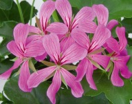Pelargonia zwisająca Balcon Lilac DŁUGA
