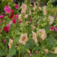 Malwa ogrodowa - 150 nasion