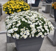 Brachyscome Surdaisy White Czubatka KWIATY NA SŁONECZNE MIEJSCA