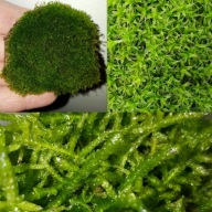 MECH ŻYWY 3 GATUNKI-DO WYSTROJU TERRARIUM DLA PATYCZAKÓW STRASZYKÓW