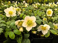 CIEMIERNIK BIAŁY "WINTERFALL" Helleborus niger sadzonka