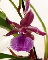 storczyk zygopetalum pachnie 25