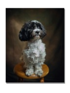 Obraz psa ze zdjęcia 20x30 Twój pupil na aluminium| Personalizowany prezent