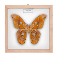 Motyl w gablotce Rothschildia hesperus