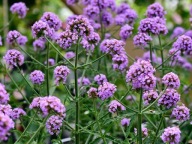 Werbena patagońska, verbena bonariensis - nasiona 300szt***
