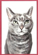 Kot kotek koty rasa harce kot w życiu człowieka pocztówka