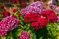 GOŹDZIK BRODATY mix sadzonka CUDOWNIE PACHNIE 1 szt. doniczka